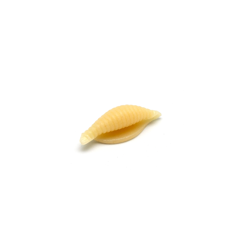 Conchiglie